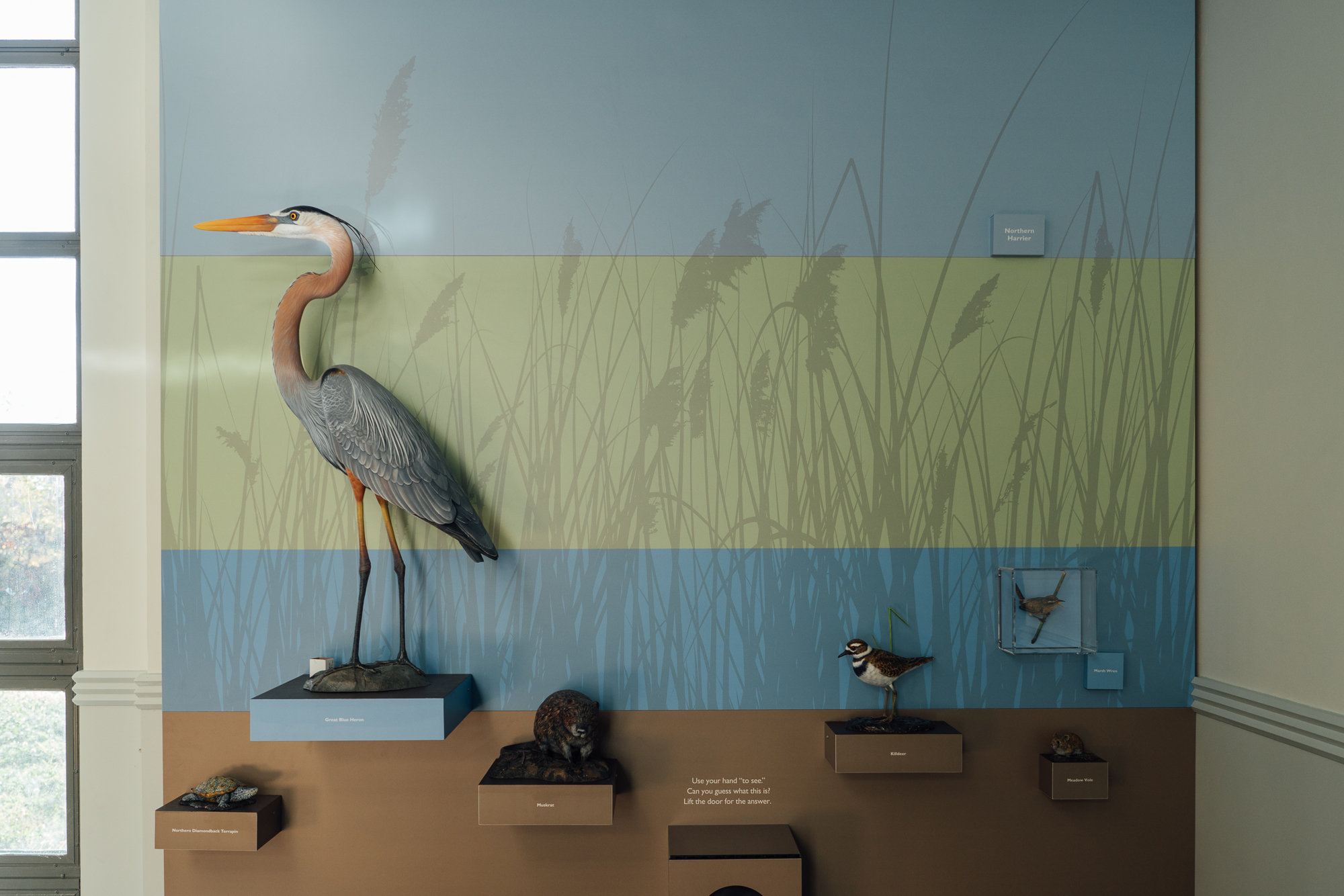 Liberty State Park Nature Center exhibit with marsh wildlife display