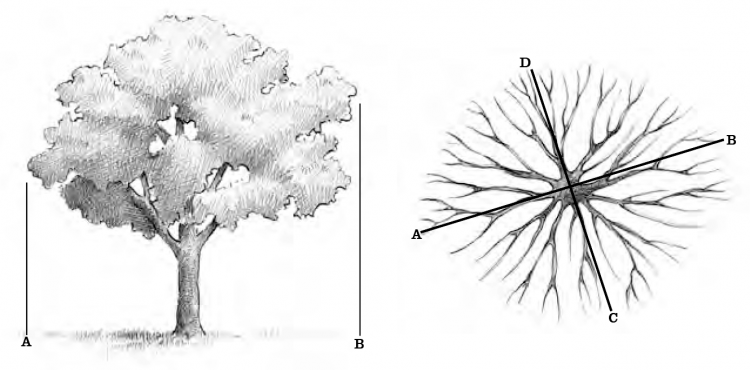 Big & Heritage Trees - State Parks, Forests & Historic Sites