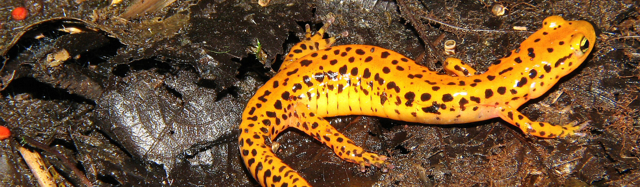 NJDEP State Wildlife Action Plan SGCN Amphibians njdep-state-wildlife-action-plan-sgcn-amphibians