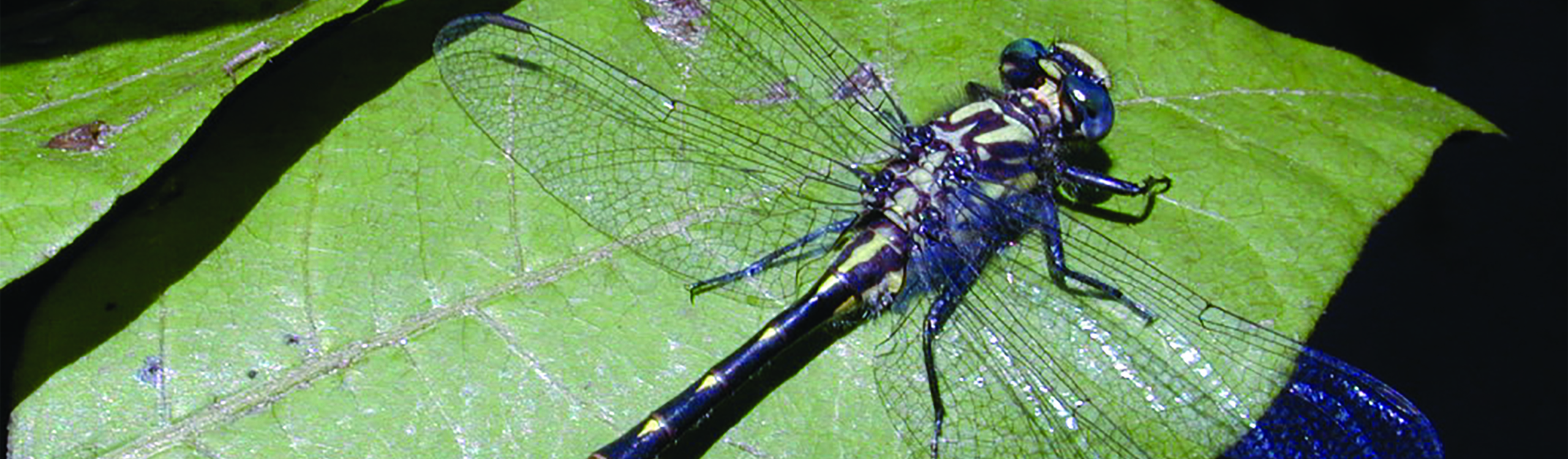 Rivers and Streams | State Wildlife Action Plan