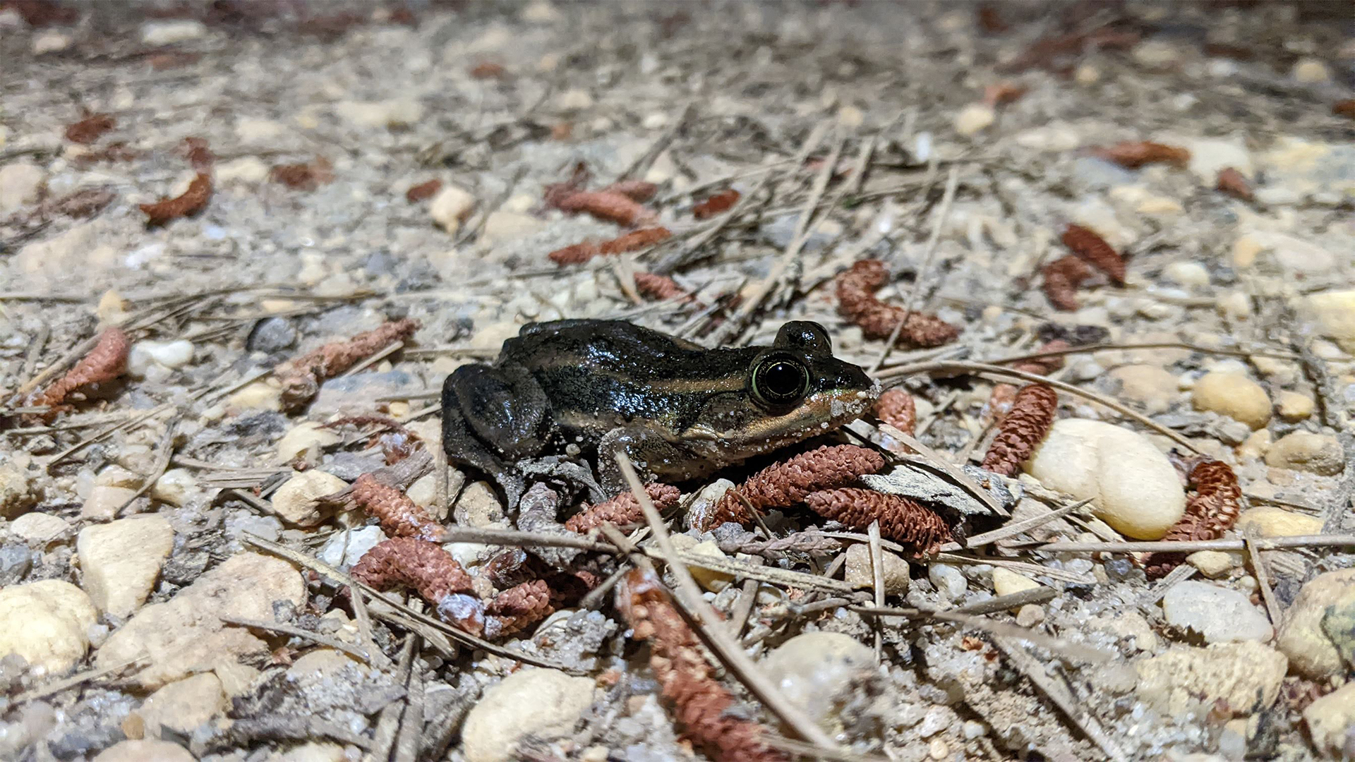 NJDEP | State Wildlife Action Plan | SGCN | Amphibians | Frogs
