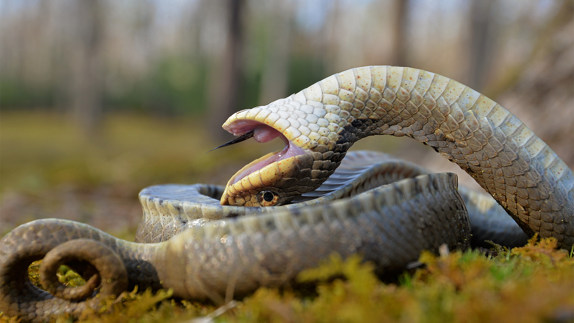 NJDEP | State Wildlife Action Plan | SGCN | Reptiles | Snakes