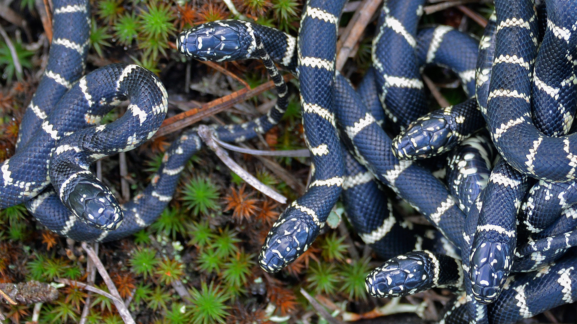Snake State NJDEP | State Wildlife Action Plan | SGCN | Reptiles | Snakes