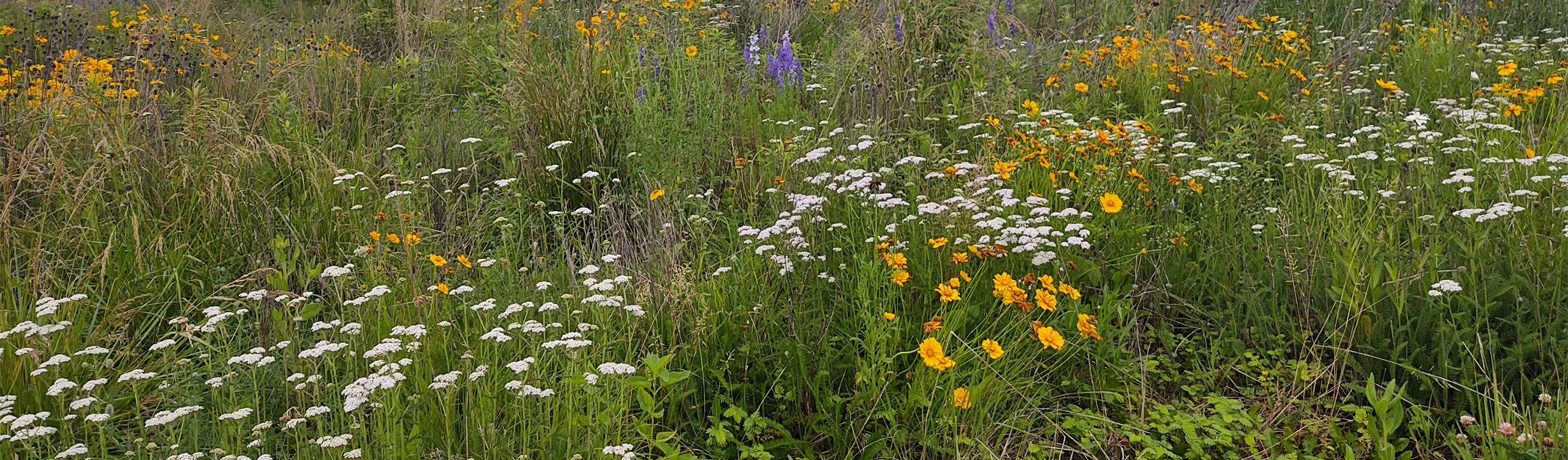 grasslands  The Last Continuous Grasslands on Earth | Working Lands For Wildlife