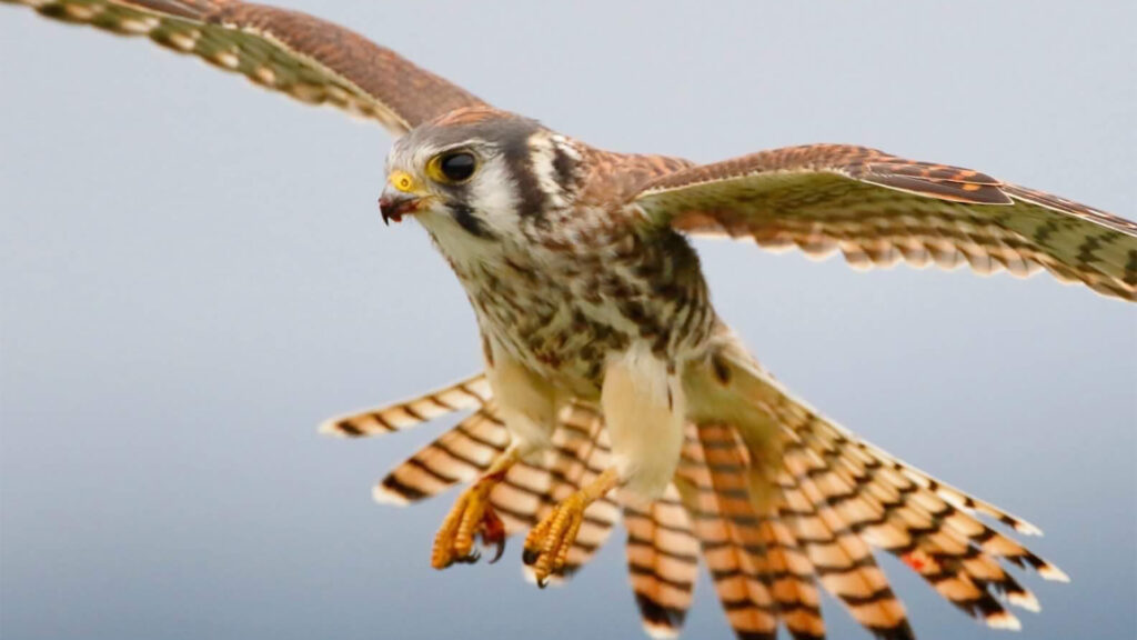 NJDEP | State Wildlife Action Plan | SGCN | Birds