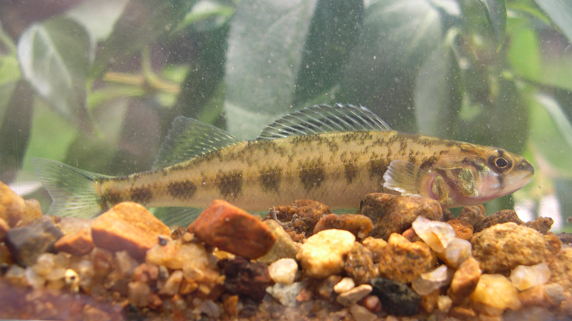 NJDEP | State Wildlife Action Plan | SGCN | Fish | Freshwater