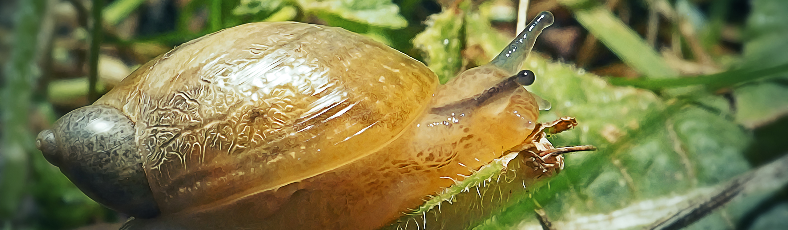 NJDEP | State Wildlife Action Plan | SGCN | Invertebrates | Terrestrial ...