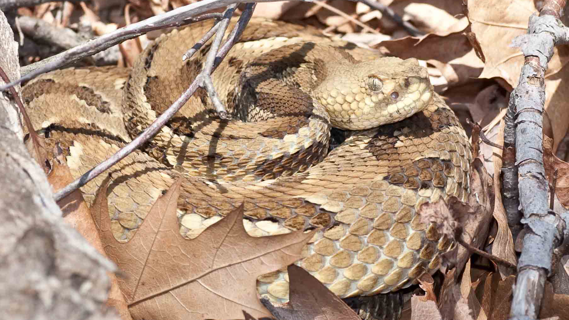 Snake State NJDEP | State Wildlife Action Plan | SGCN | Reptiles