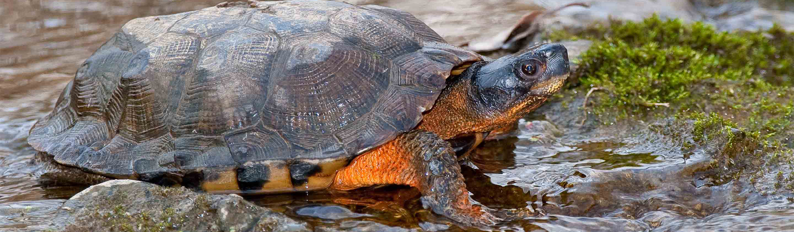 【NAVY】CaRouseLamBRa NS TURTLE Calypso Blue - Sea Turtle Conservancy