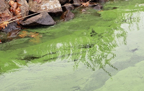 Harmful Algal Blooms (HABs)